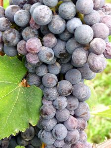 675px-Close_up_of_Nebbiolo_cluster_in_Italy