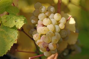 Riesling_grapes_leaves