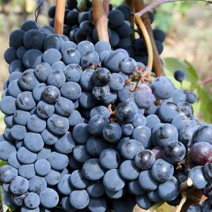 Sangiovese_grapes_for_chianti